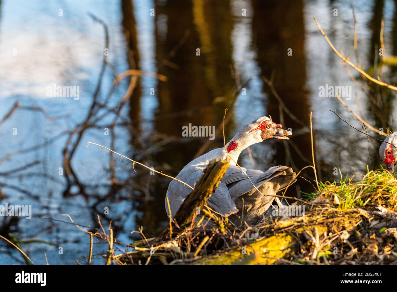 Zwei Warty Enten liegen an einem kleinen Fluss in norddeutschland Stockfoto