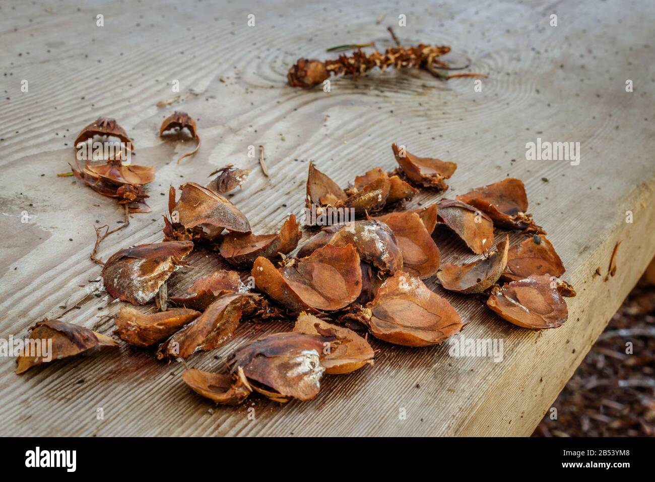Von einer Mahlzeit des roten Eichhörnchens übergelassen, liegen ausrangierte Samenmäntel und der zentrale Stamm eines Douglas-Tannenkegels auf dem Sitz einer rauen Holzbank. Stockfoto