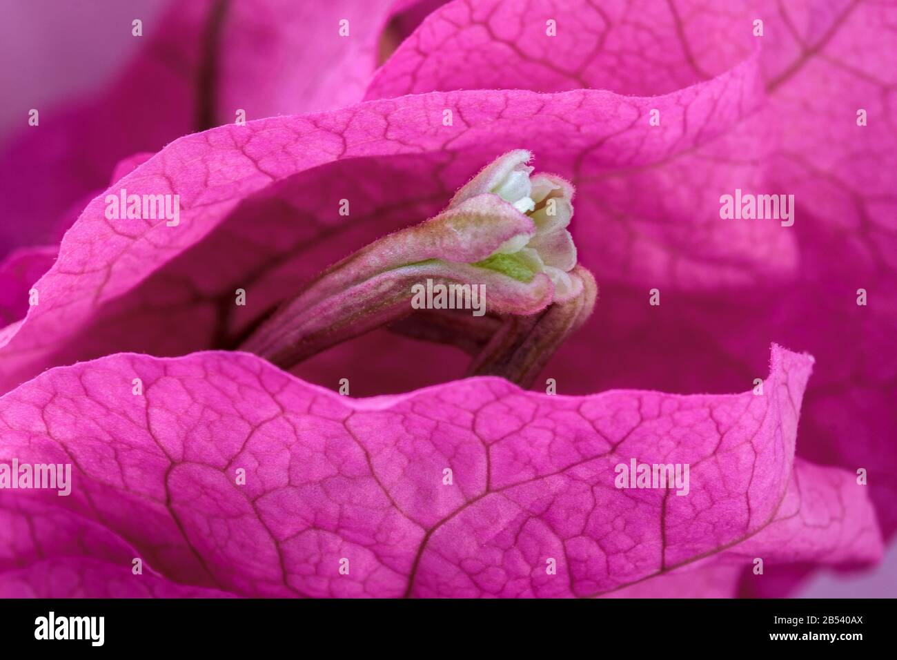 Makrobild einer einzigen wachsartigen weißen Bougainvillea-Blume, umgeben von großen, intensiven rosafarbenen, verhüllten Brakteen (modifizierte Blätter, die Bestäuber anziehen). Stockfoto