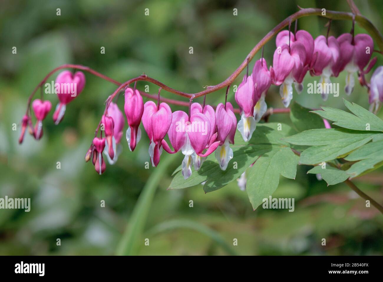 Linien von leuchtend rosafarbenen und weiß blutenden Herzblumen hängen von zart ablaufenden horizontalen Stielen mit einem verschwommenen grünen Waldhintergrund. Stockfoto