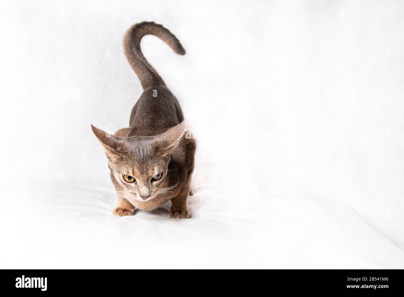 Katzenjagd auf weißem Hintergrund isoliert Stockfoto