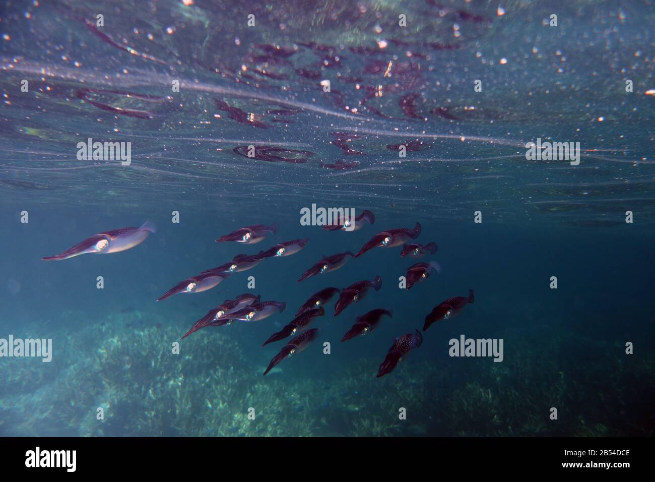 Gruppe von bigfin Riff Squid (Sepioteuthis lessoniana), Heron Island, Capricorn Bunker Group, Great Barrier Reef, Queensland, Australien Stockfoto