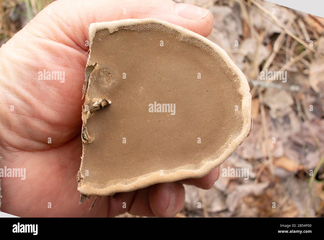 Die Unterseite eines Tinder Conk Pilzes, Fomes fomentarius, zeigt die Poren. Der Pilz wurde auf einer roten Birke wachsen gefunden. Stockfoto