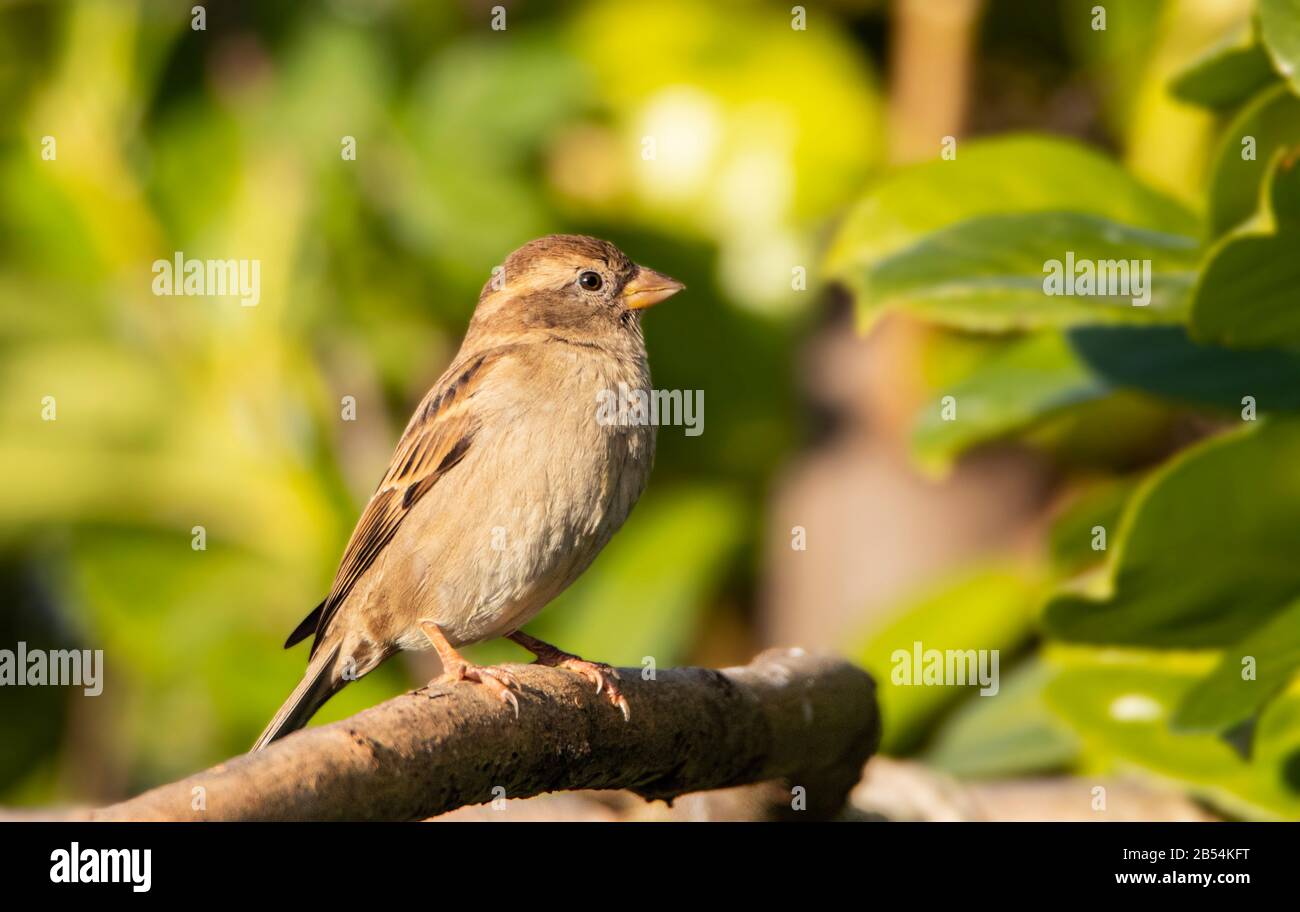 Haus Sparrow, Passer Domestcus, Wildvogel in einem britischen Garten Stockfoto