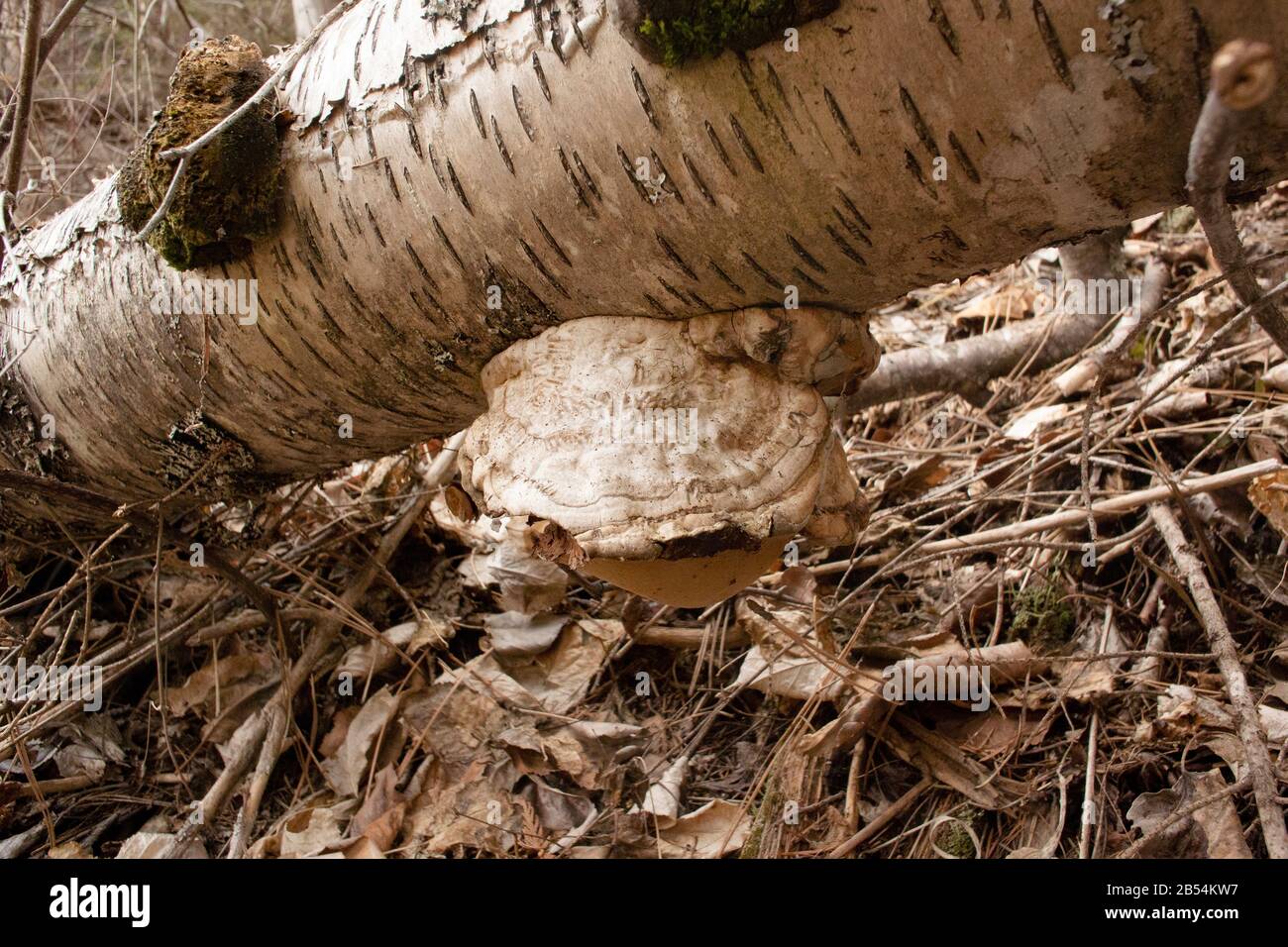 Ein Tinder Conk Pilz, Fomes fomentarius, wächst auf einer Papierbirke, am unteren Ende des Callahan Creek, in Troy, Montana. Stockfoto