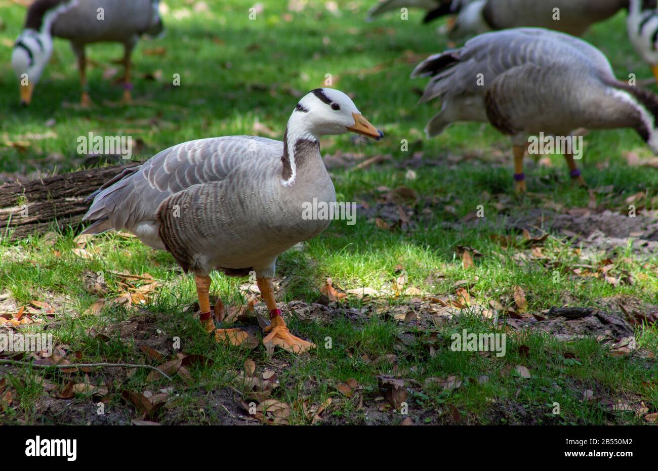 Anser Indicus, eine asiatische Gans mit schwarzen Balken auf dem Kopf, die im tierreich von disney gefunden wurde Stockfoto