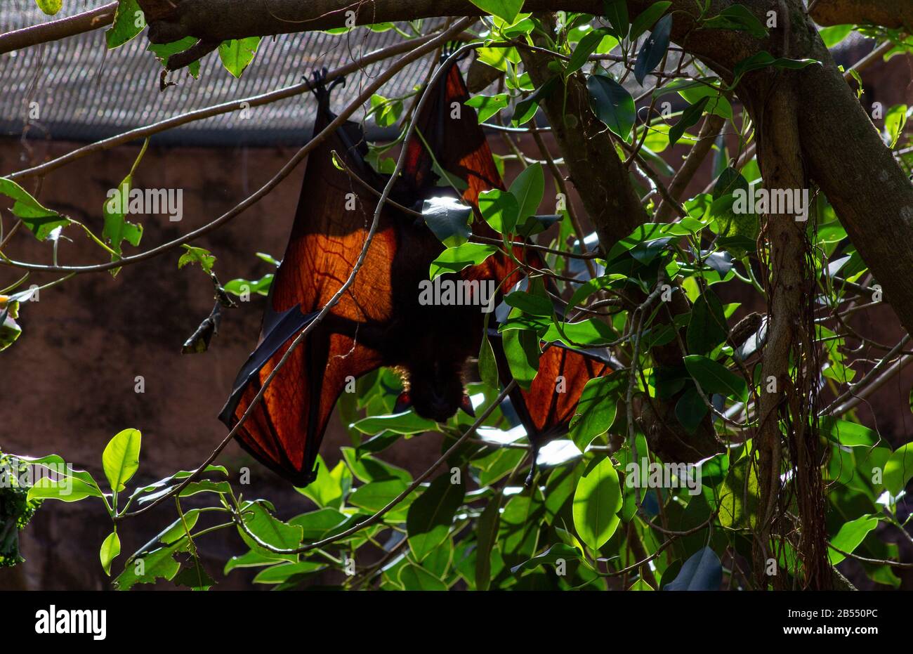 Ein Hieb, der sich auf einem Baum erholt, der sich draußen verzweigt und an seinen Füßen festhält Stockfoto