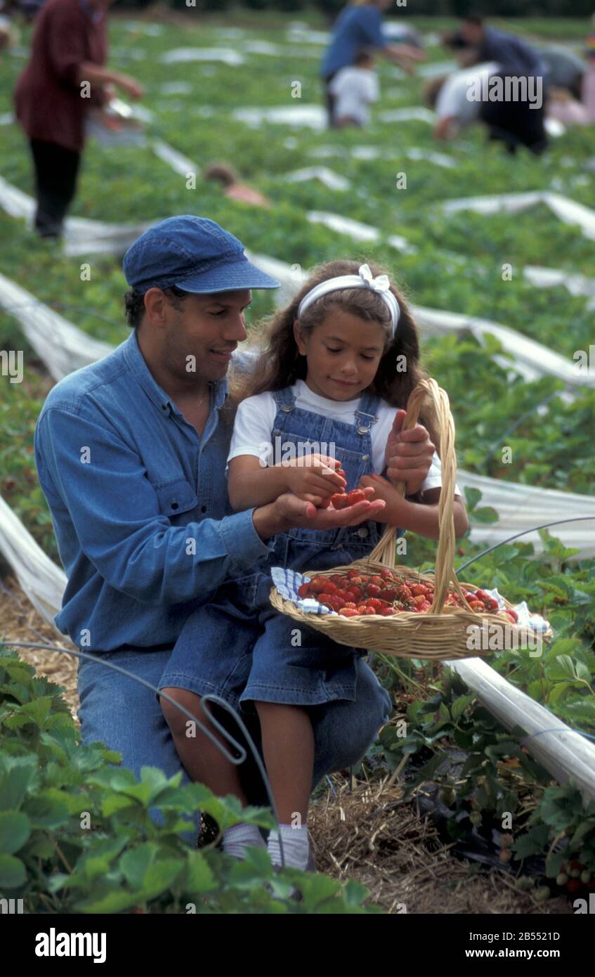 Kleines Mädchen auf der PYO Erdbeerfarm mit Papa Stockfoto