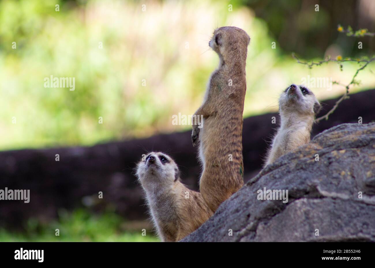 Drei adlige Fleischwaren draußen in ihrer Gefangenschaft in einem zoo in florida Stockfoto