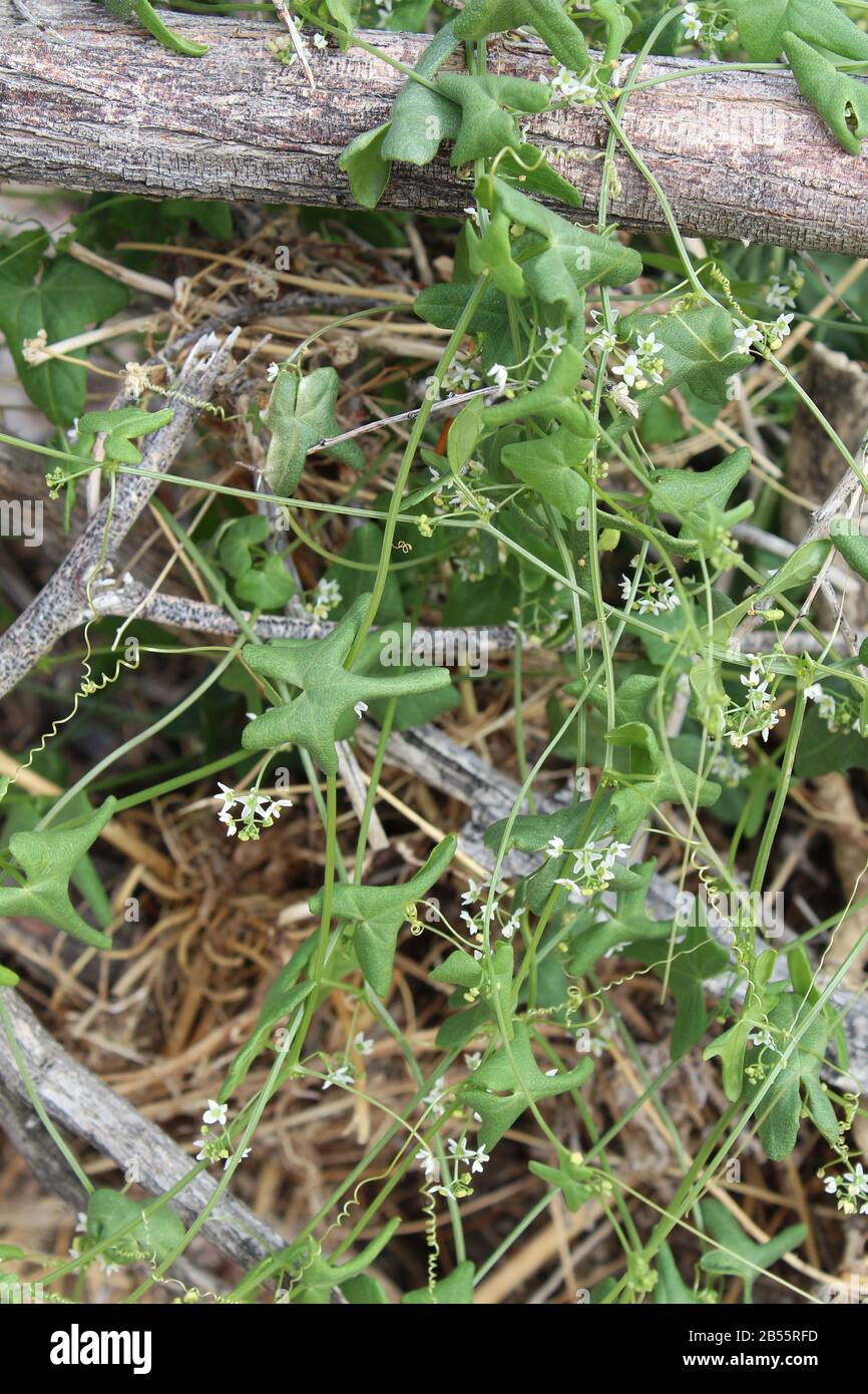 Auf anderen Pflanzen wächst Desert Starvine, Brandegea Bigelovii, der im Joshua Tree National Park wächst, der im Frühling in die Südliche Mojave-Wüste kommt. Stockfoto