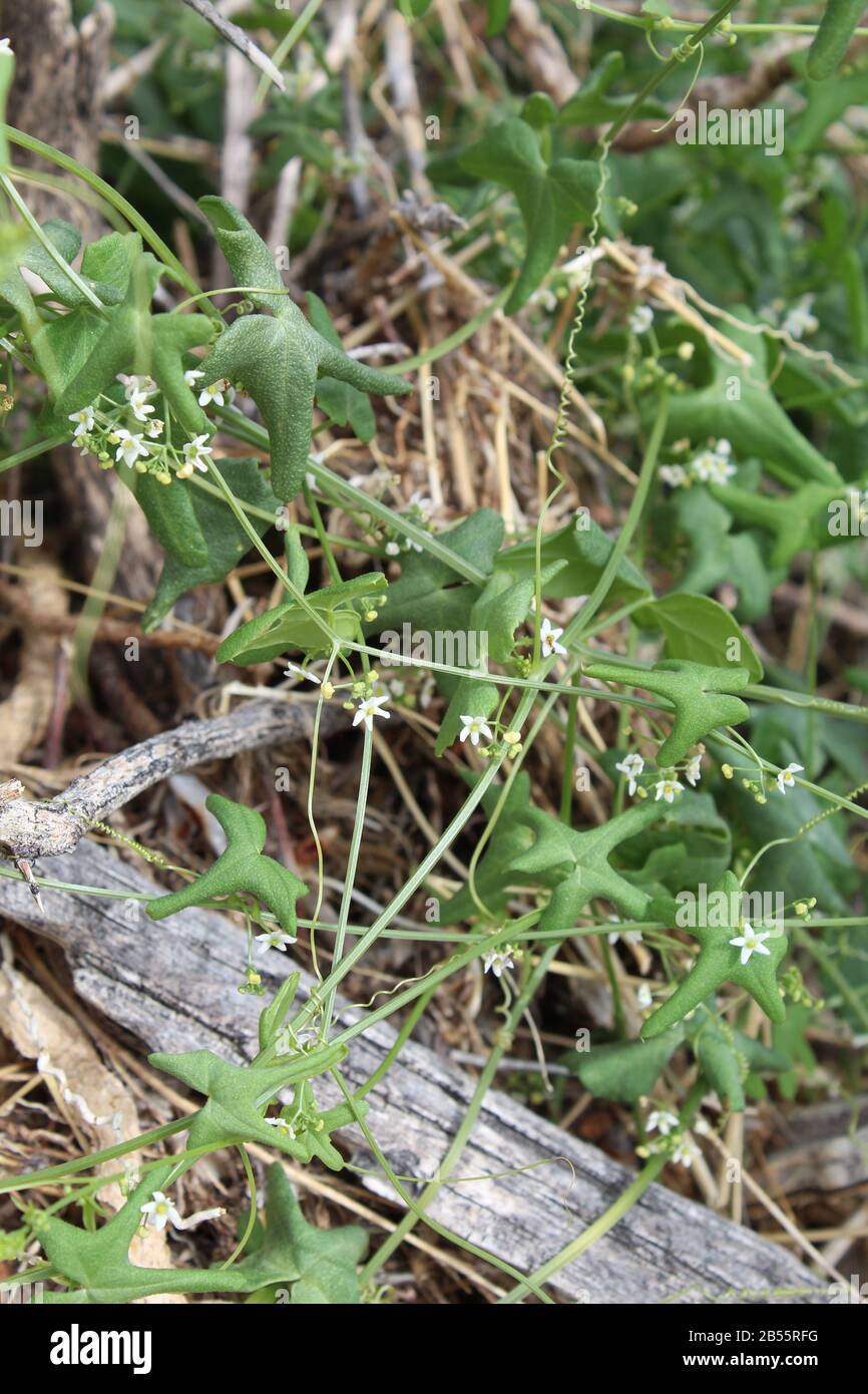 Auf anderen Pflanzen wächst Desert Starvine, Brandegea Bigelovii, der im Joshua Tree National Park wächst, der im Frühling in die Südliche Mojave-Wüste kommt. Stockfoto