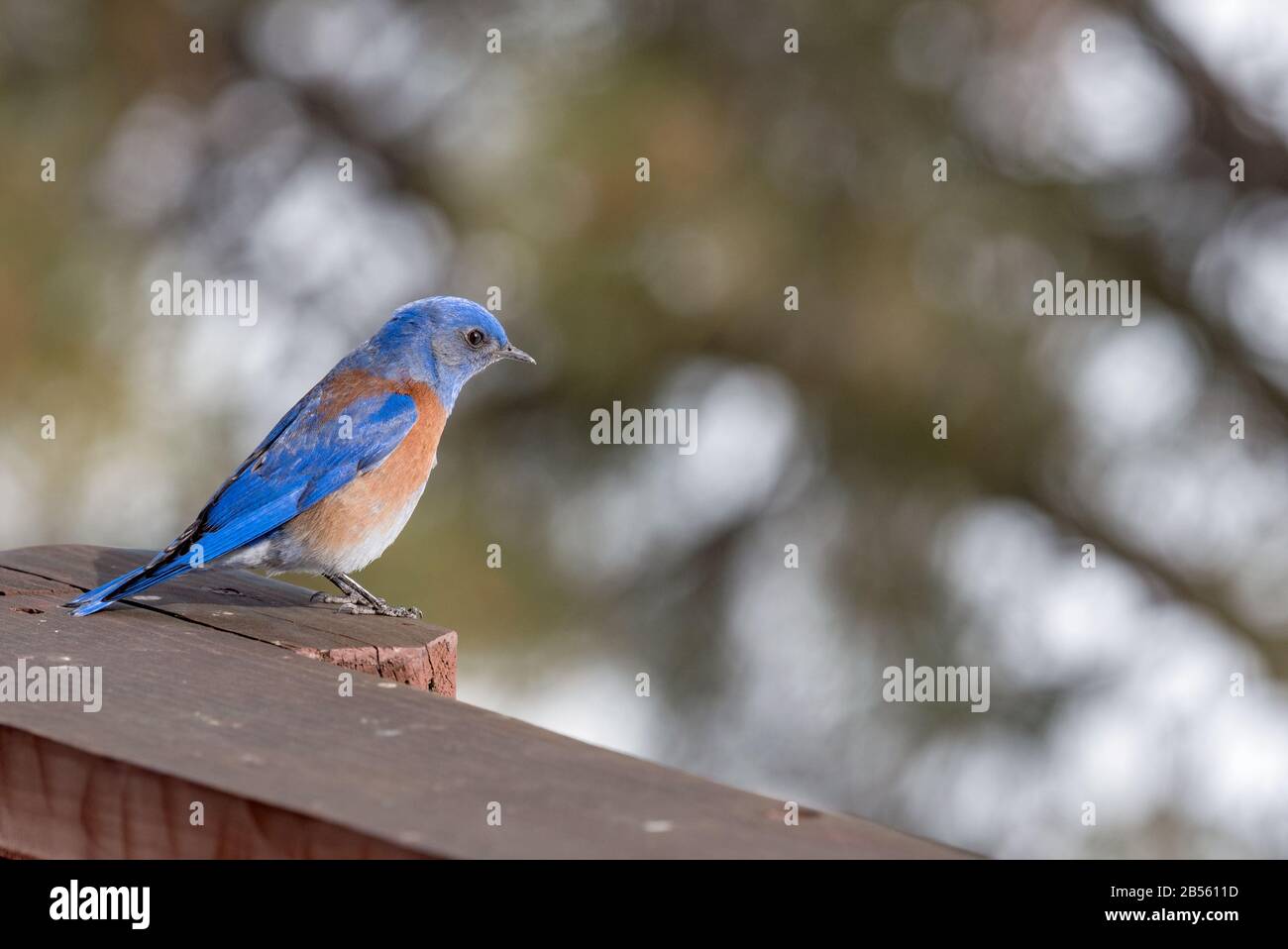 Western Bluebird, Sialia mexicana, Elkhorn Mountains, Oregon. Stockfoto
