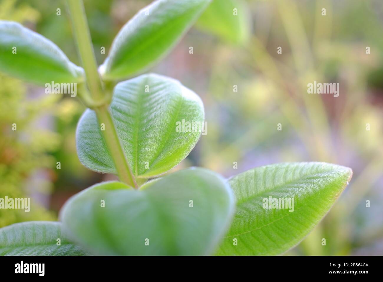 Frische grüne Blätter an einem Stängel. Stockfoto