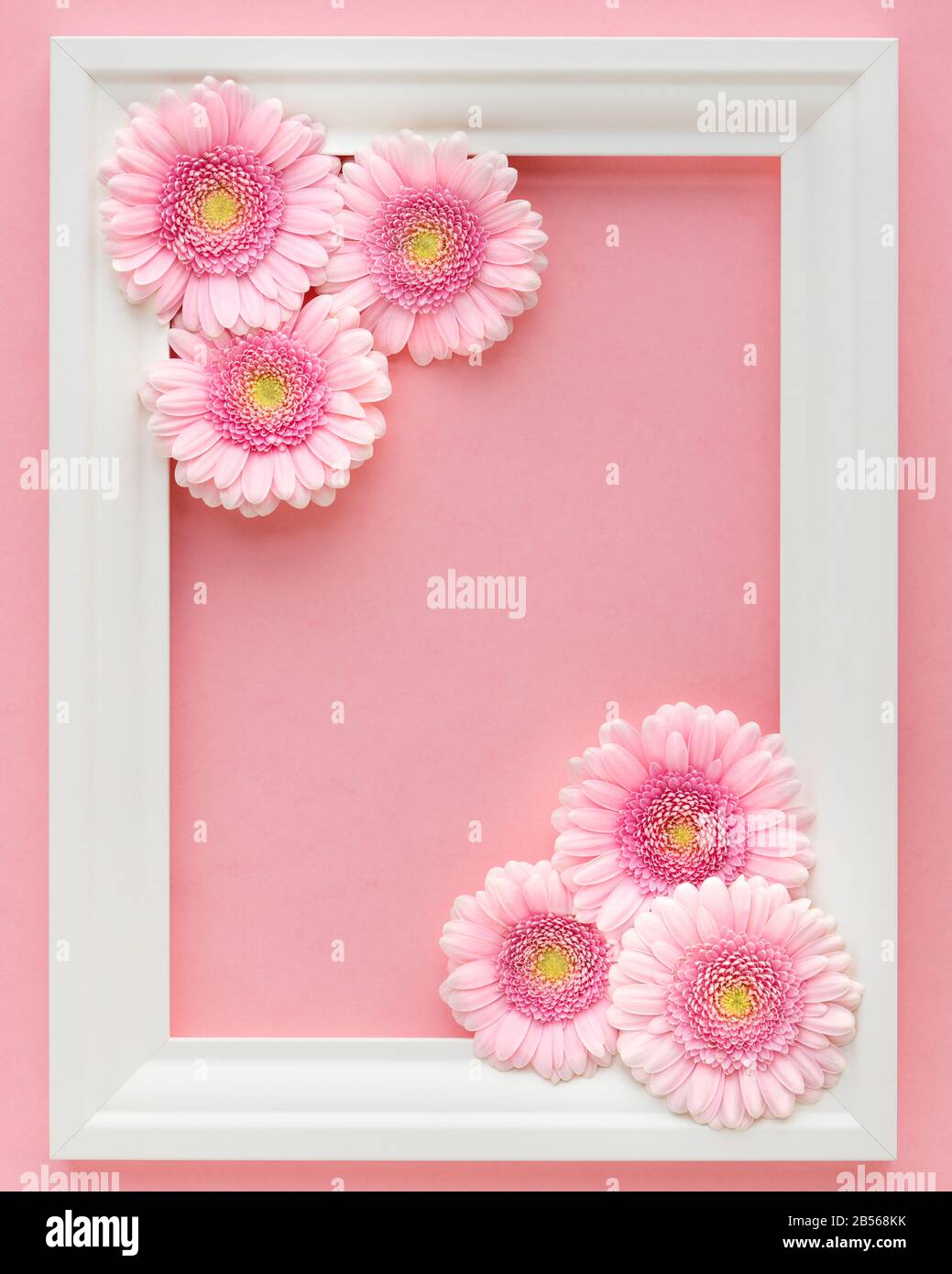 Flacher, weißer Rahmen mit rosafarbenen Blumengerberas auf pastellrosa Hintergrund, freier Raum. 8. März Frauentag, Valentinstag, Geburtstag. Frühlingsgrüße Stockfoto