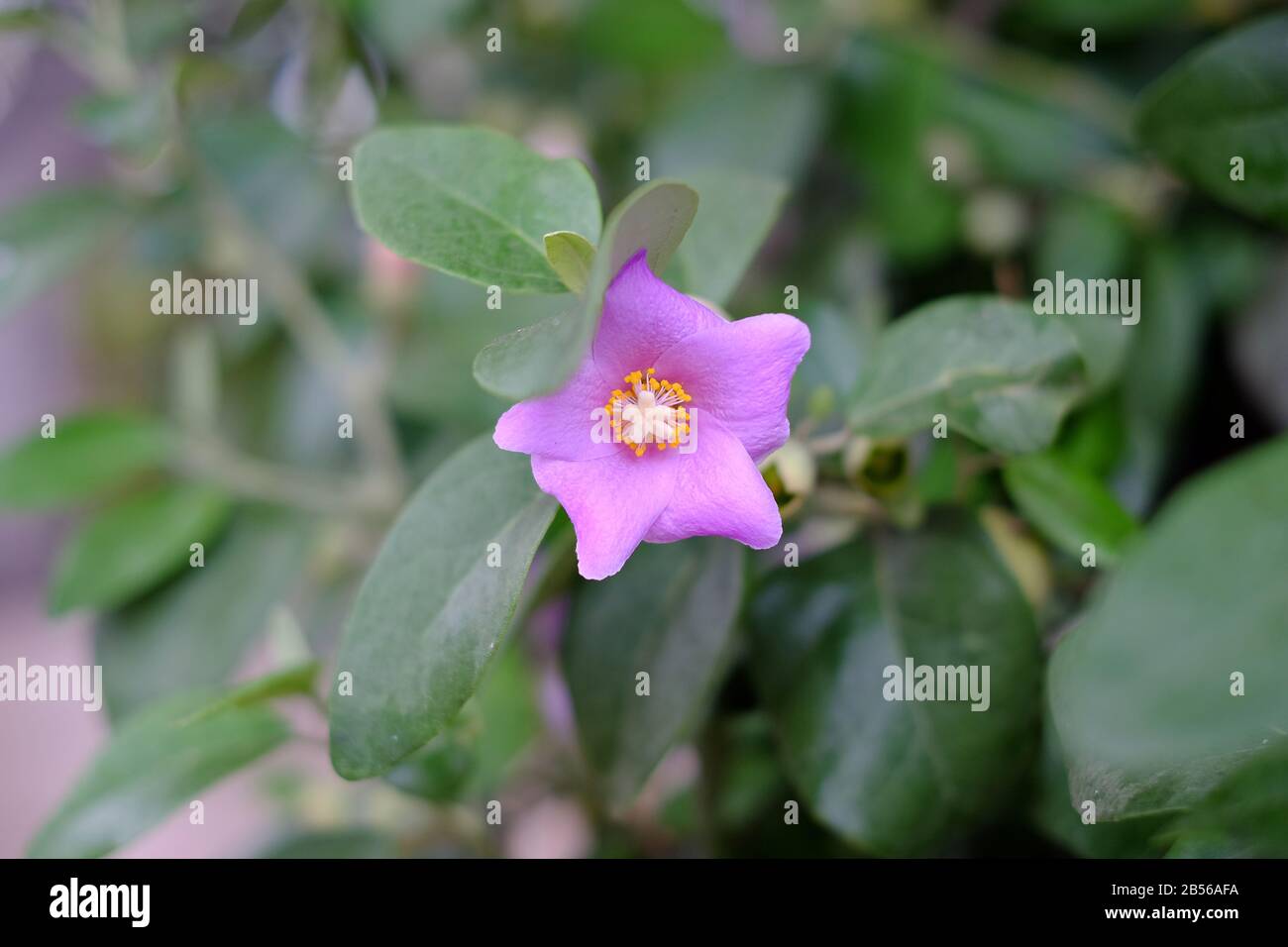 Violette Blume mit zart Blumenhintergrund. Stockfoto