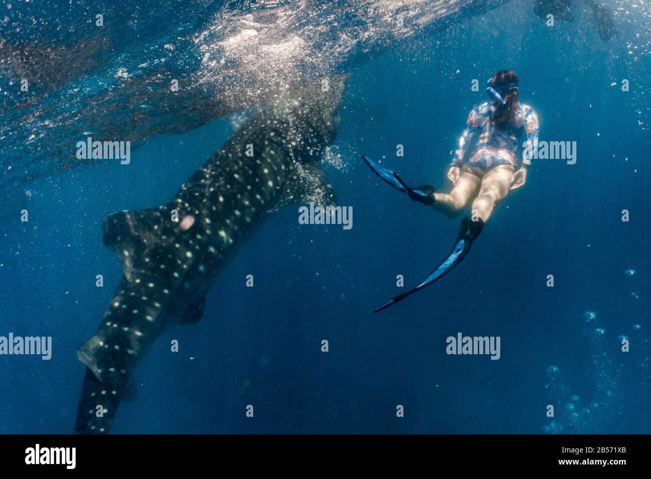 Walhai (rhincodon typus) Tauchen und enge Interaktion in Oslob, Philippinen. Stockfoto