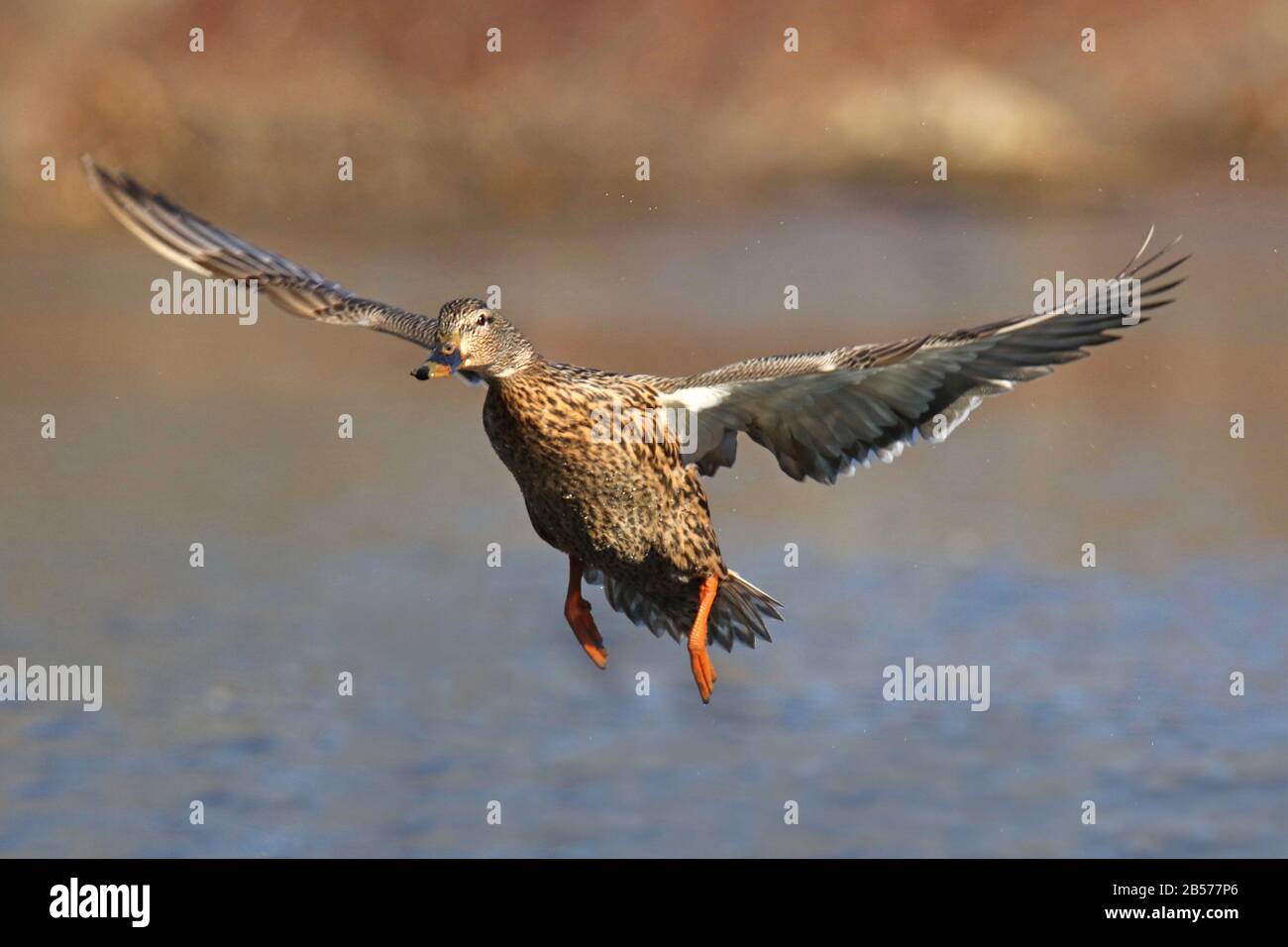 Eine Henne Mallard Ente Anas platyrhynchos im Flug Stockfoto