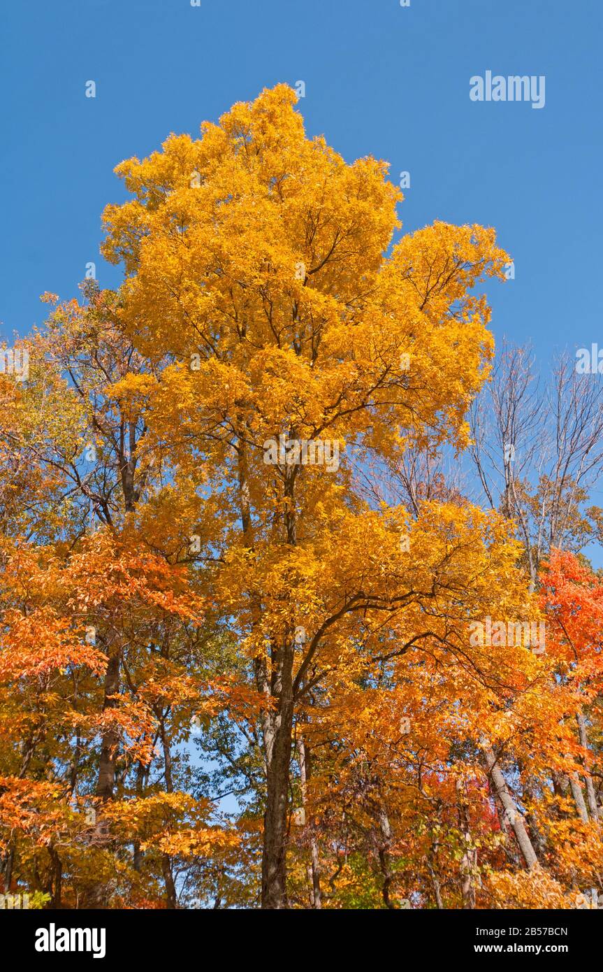 Herbstfarben im Wald im Brown County State Park Stockfoto