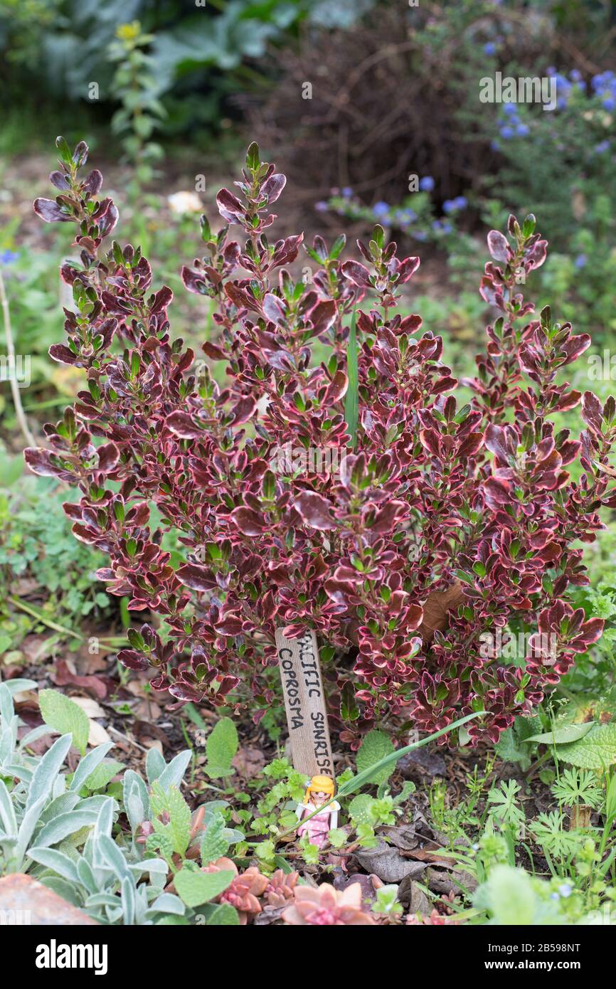 Coprosma Pacific Sunrise wächst im Themengarten für den Außenbereich der Kinder im Luther Burbank Home and Gardens in Santa Rosa, CA, USA. Stockfoto