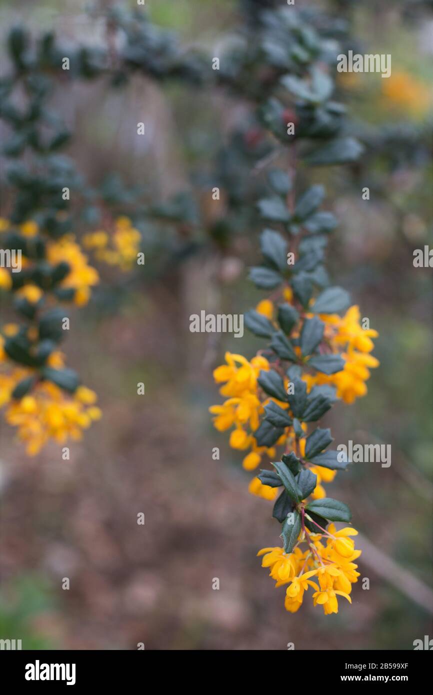 Berberis darwinii nahesteht. Stockfoto