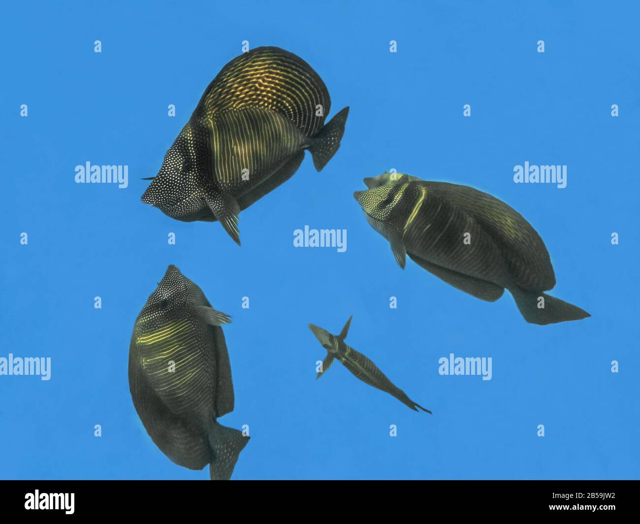 Fisch auf See - Desjardins Sailing Zebrasome. Unterwasseraufnahmen im Roten Meer, Ägypten. Wunderschöne Unterwasserwelt. Stockfoto