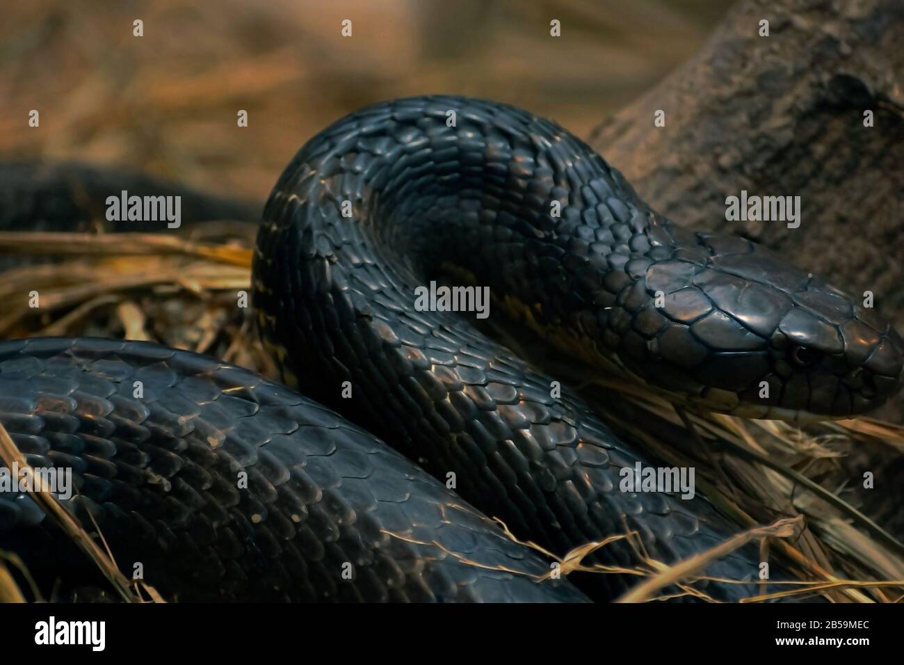 Schwarze indische Kobra-Schlange Stockfoto
