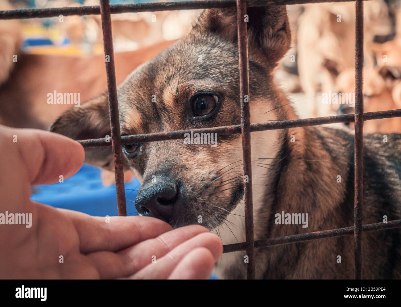 Nahaufnahme von männlichen Handbettenden versteinerten streunenden Hundes in Tierheim. Menschen, Tiere, Volunteering Und Helfende Konzepte. Stockfoto