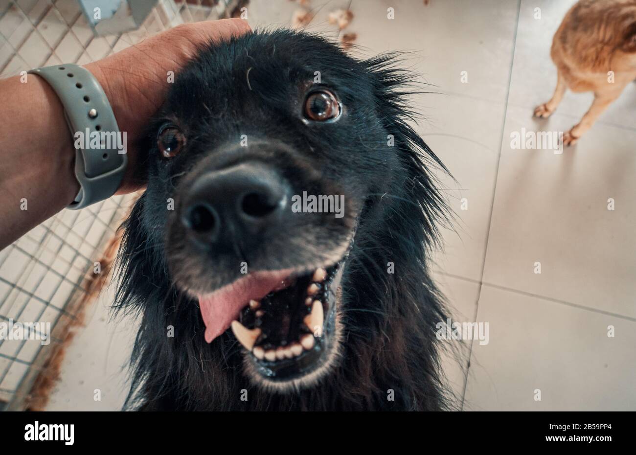 Nahaufnahme des männlichen, mit der Hand verstreichenden streunenden Hundes im Tierheim. Menschen, Tiere, Volunteering Und Helfende Konzepte. Stockfoto