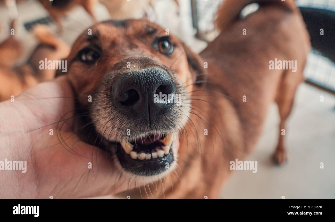 Nahaufnahme des männlichen, mit der Hand verstreichenden streunenden Hundes im Tierheim. Menschen, Tiere, Volunteering Und Helfende Konzepte. Stockfoto