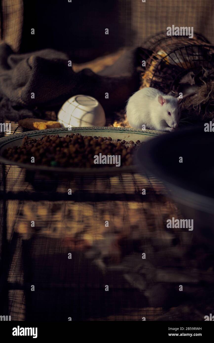 Eine weiße Maus, die in den Käfig eingezogen wird Stockfoto