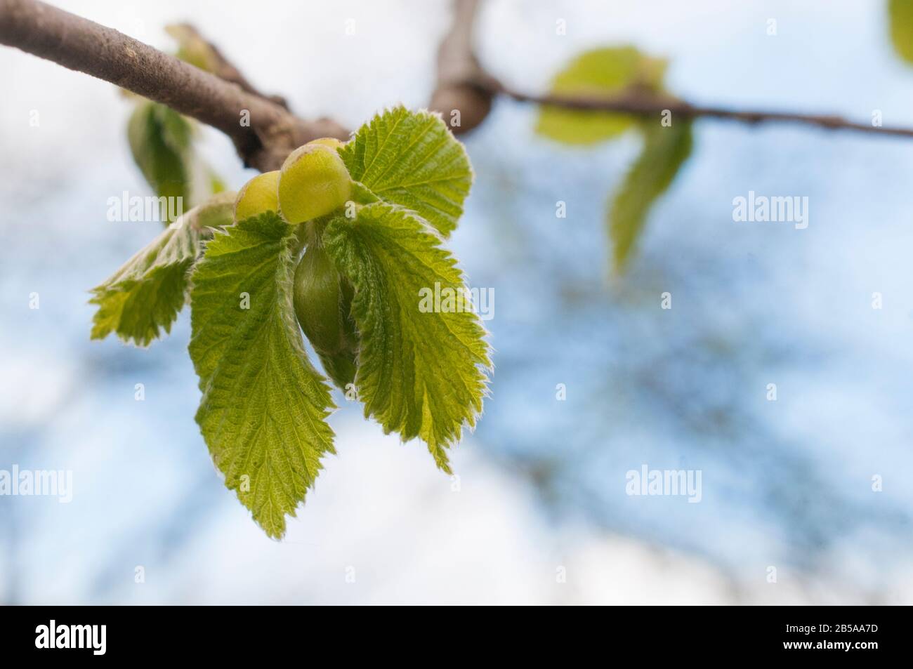 Hazel verlässt gerade im Frühjahr geboren Stockfoto