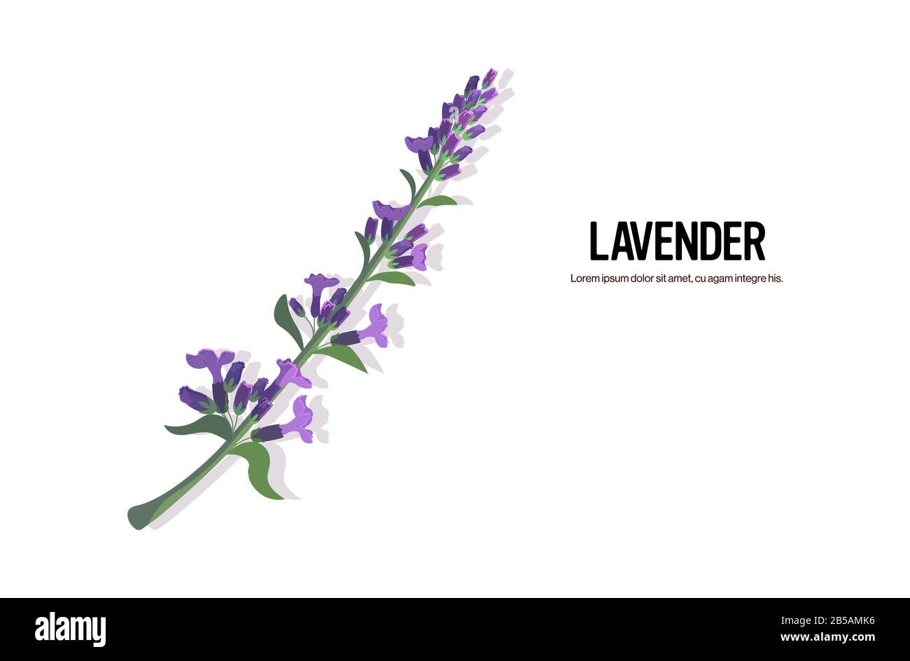 Realistische Lavendelperücke schmackhaftes frisches Teekraut gesundes Essenskonzept horizontale Kopie Raum Vektor-Illustration Stock Vektor