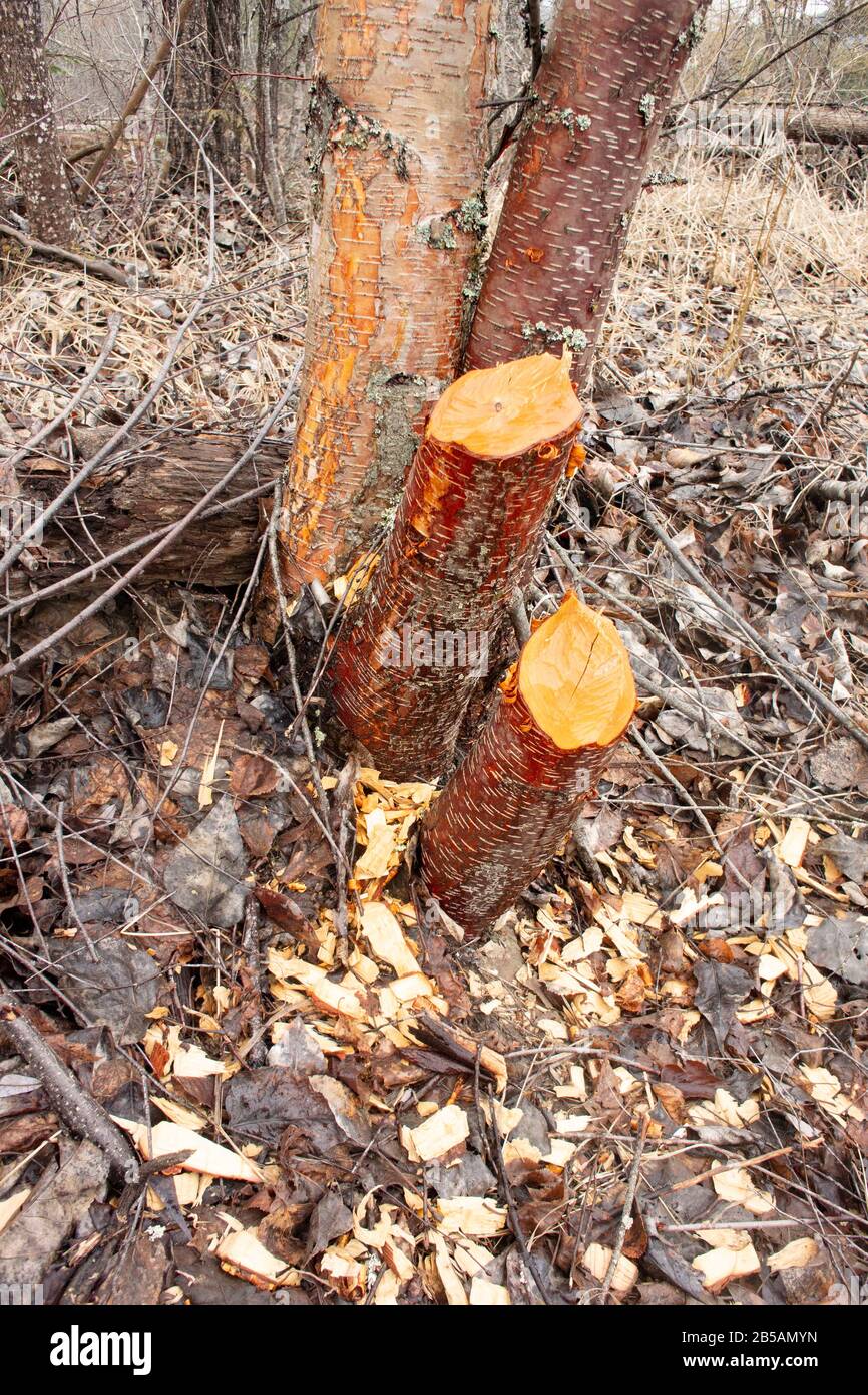 Beaver (Castor canadensis) Schäden an jungen roten Birchbäumen (Betula occidentalis) entlang des Callahan Creek, Troy, Montana. Königreich: Plantae Clade: Tracheop Stockfoto