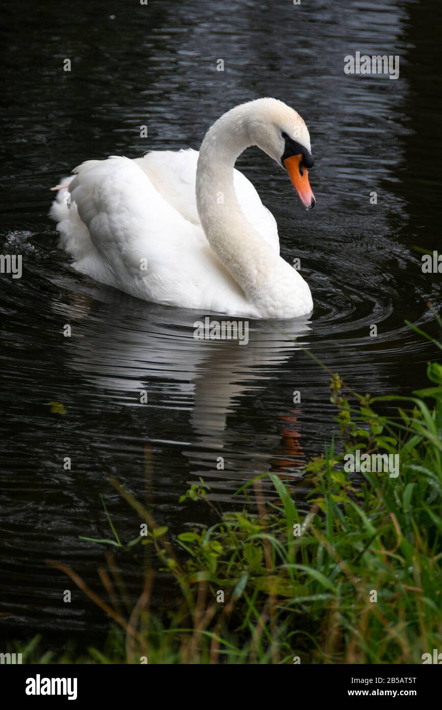 Weißer Schwan in Dedham, Essex, England Stockfoto