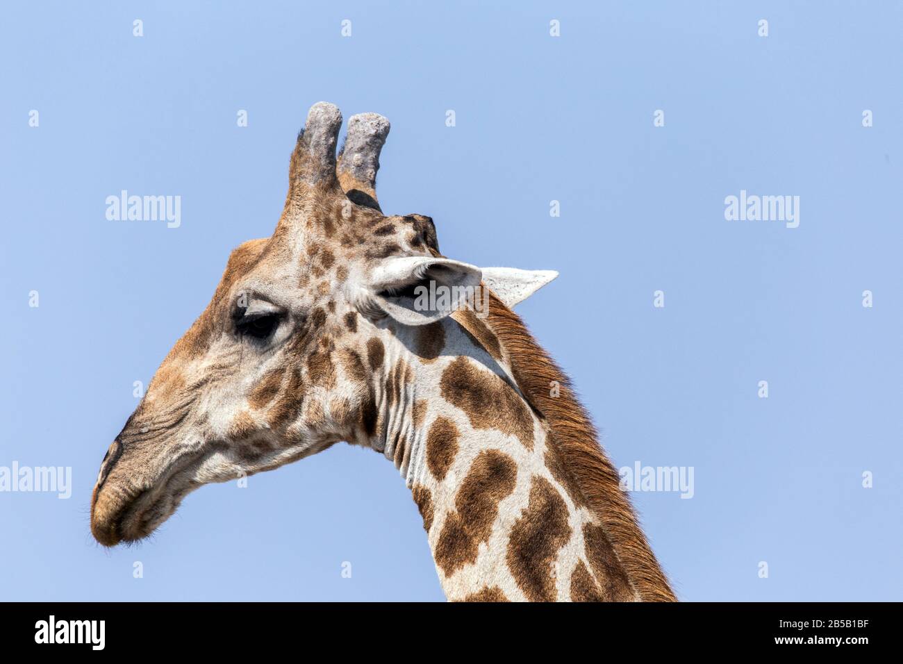 Nahaufnahme des Porträts einer Giraffe Stockfoto