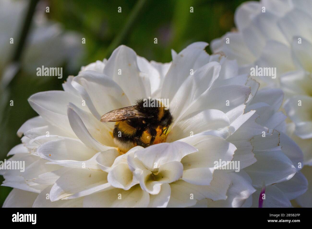 Hummeln auf der Blume sammeln Pollen Stockfoto