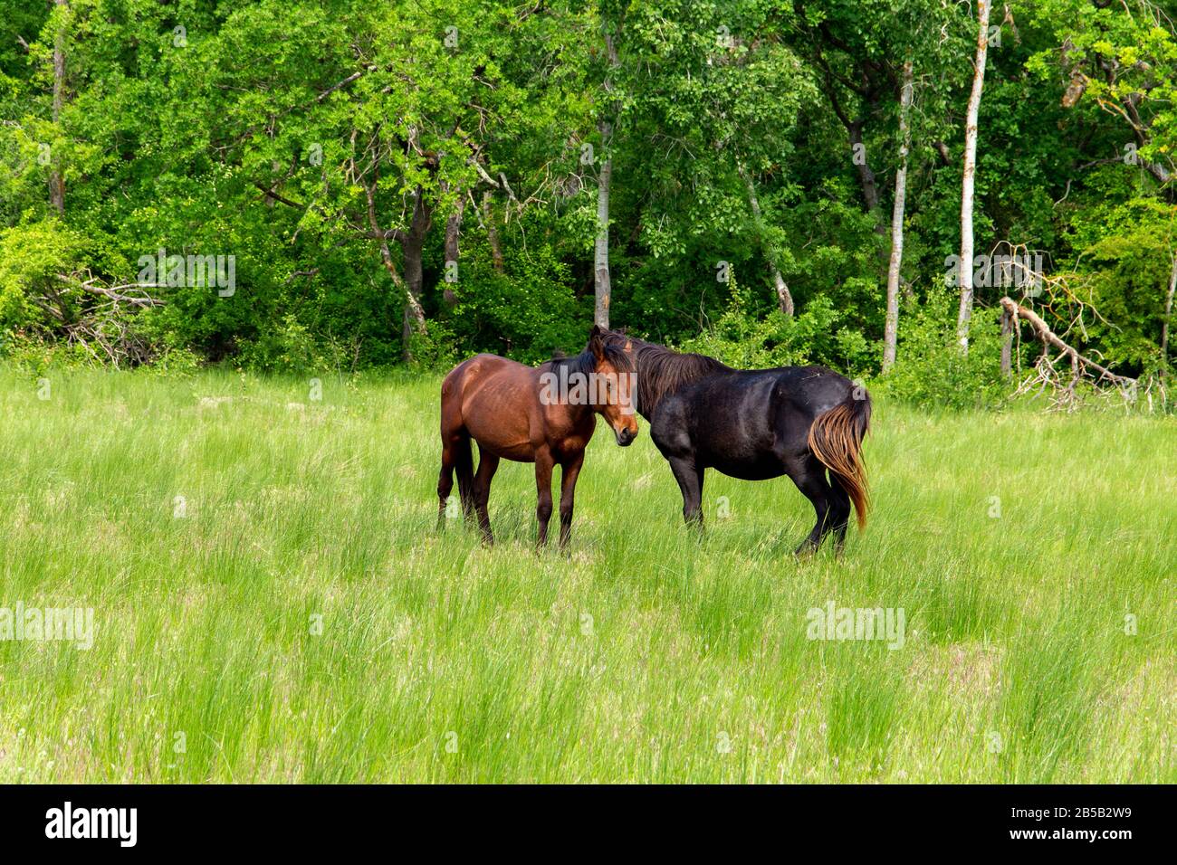 Wildpferde kuscheln auf Lichtung im Donau-Delta Stockfoto