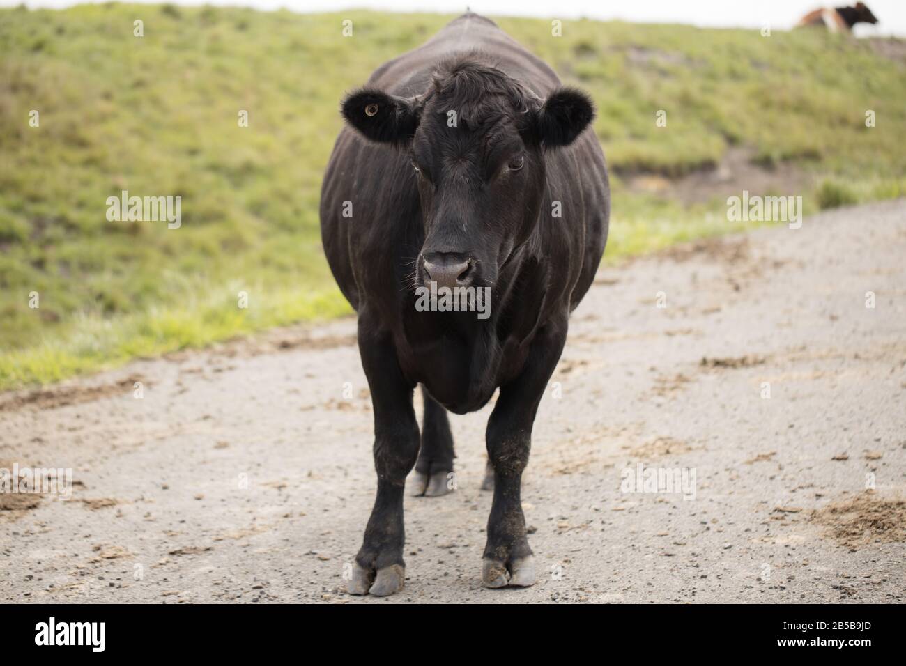 Schwarze Hauskuh auf einem Bauernhof (Bos taurus) Stockfoto