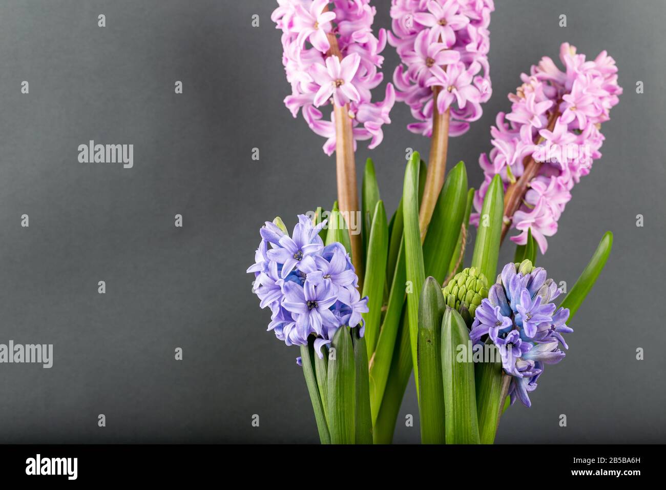 Rosa geoktinte Blumen auf grauem Hintergrund. Helle Knospen für Dekoration und Postkarten. Stockfoto