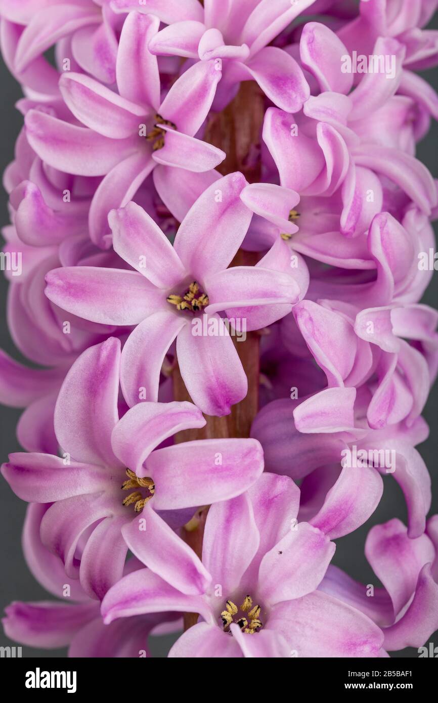 Rosa geoktinte Blumen auf grauem Hintergrund. Helle Knospen für Dekoration und Postkarten. Stockfoto