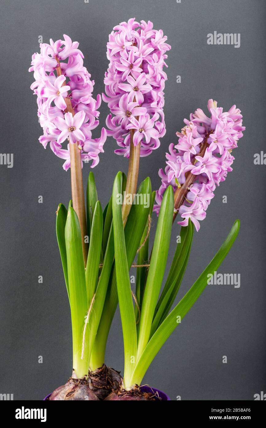 Rosa geoktinte Blumen auf grauem Hintergrund. Helle Knospen für Dekoration und Postkarten. Stockfoto