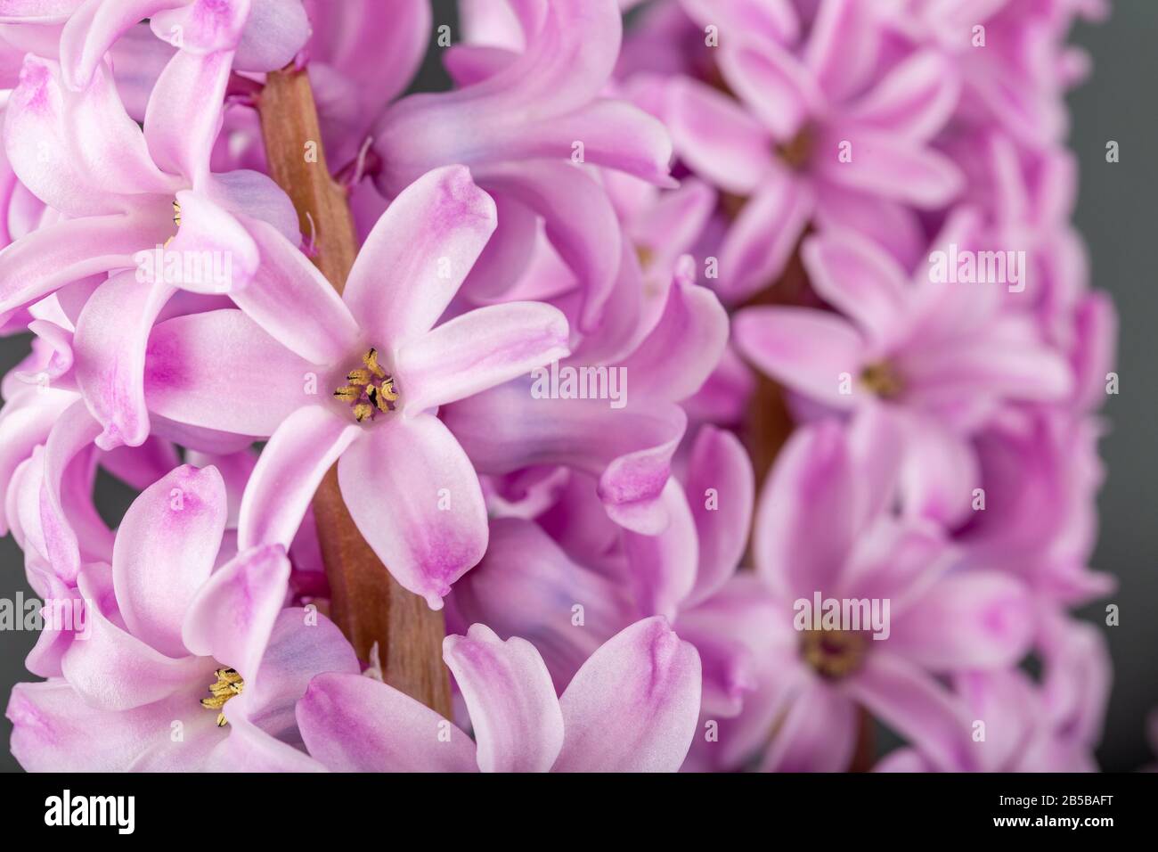 Rosa geoktinte Blumen auf grauem Hintergrund. Helle Knospen für Dekoration und Postkarten. Stockfoto