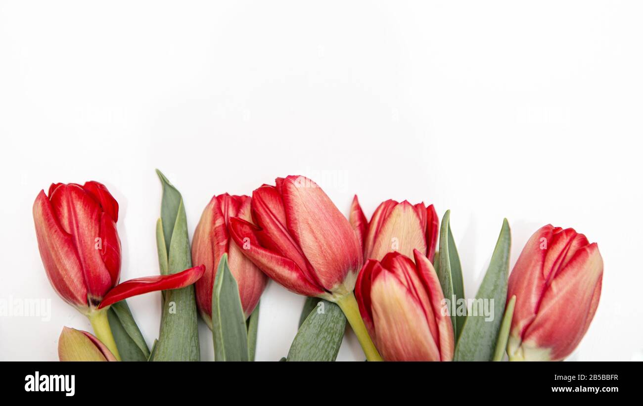 Flaches Lay von roten Tulpen isoliert auf weiß für eine Seite mit Kopierraum Stockfoto