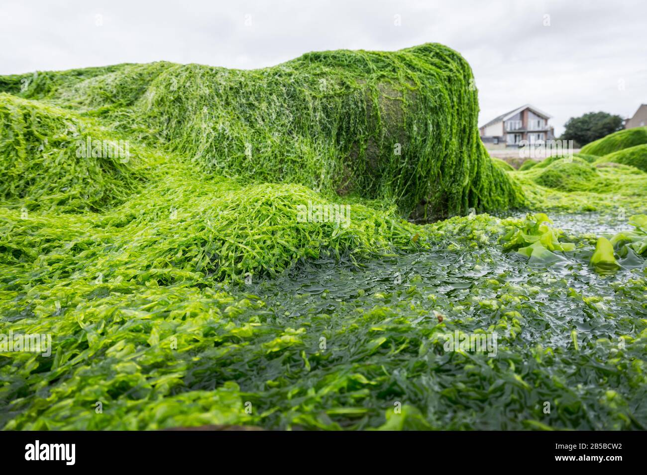 Ulva Darminalis Algen auf Felsen an einem Strand. Auch bekannt als Altsalat, Meeresalat oder Gras-Kelp. Stockfoto