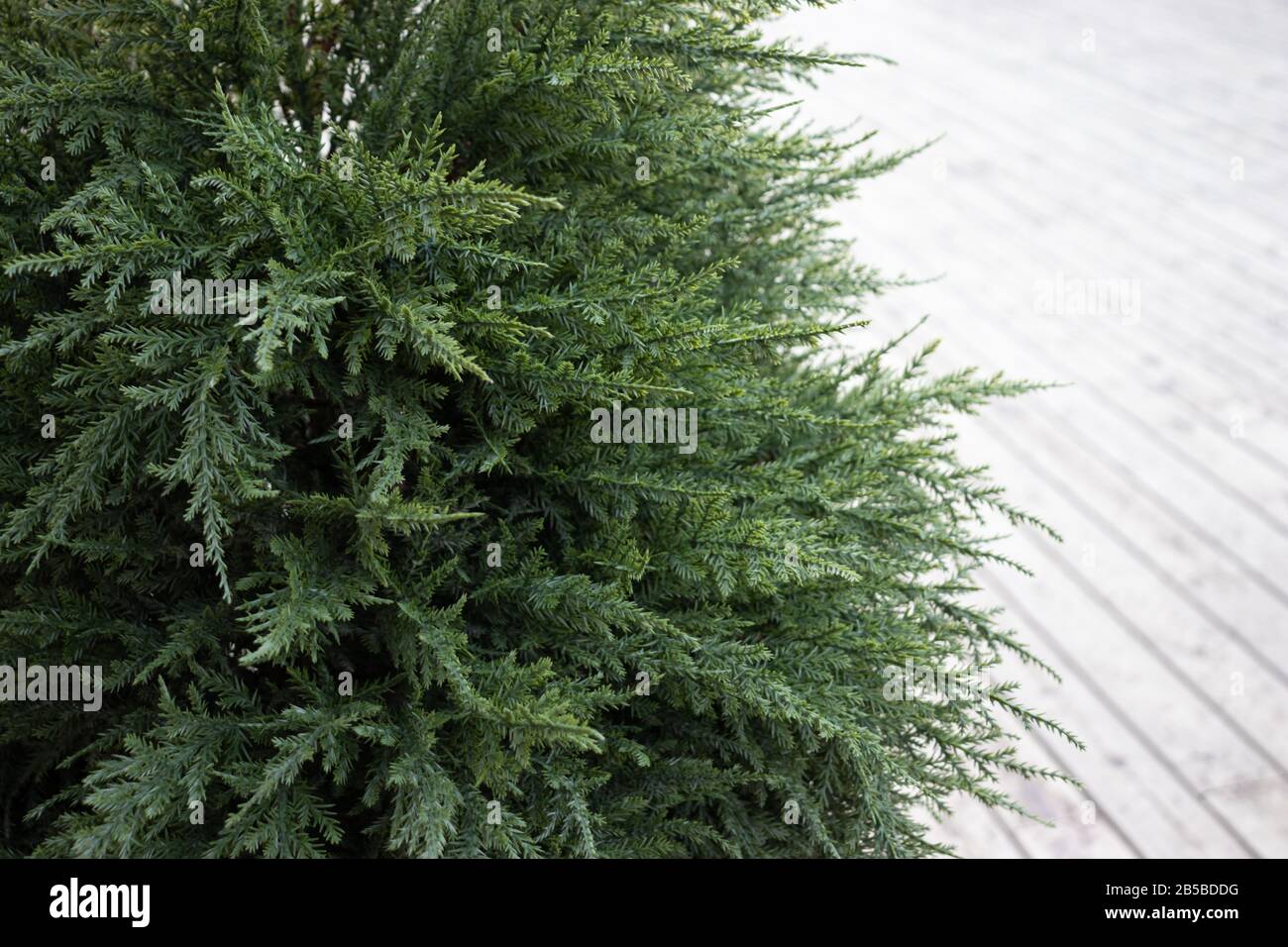 Künstlicher Nadelgrüner Baum schließt mit Kopierraum Stockfoto
