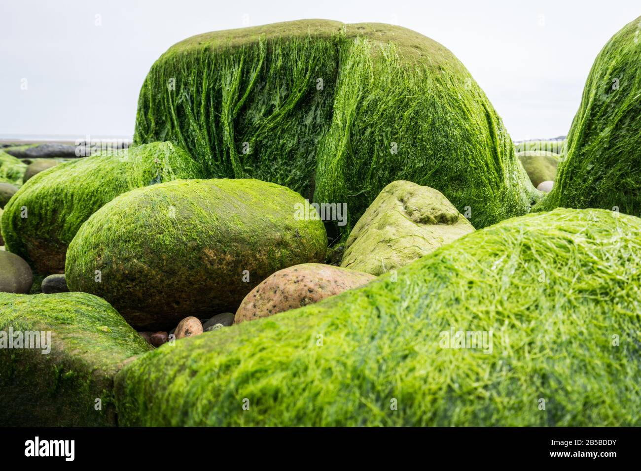 Ulva Darminalis Algen auf Felsen an einem Strand. Auch bekannt als Altsalat, Meeresalat oder Gras-Kelp. Stockfoto