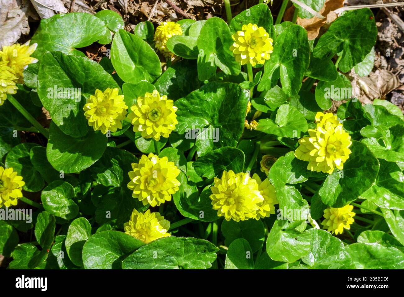 Abb. Buttercup, Ranunculus ficaria 'Flore Pleno' Stockfoto