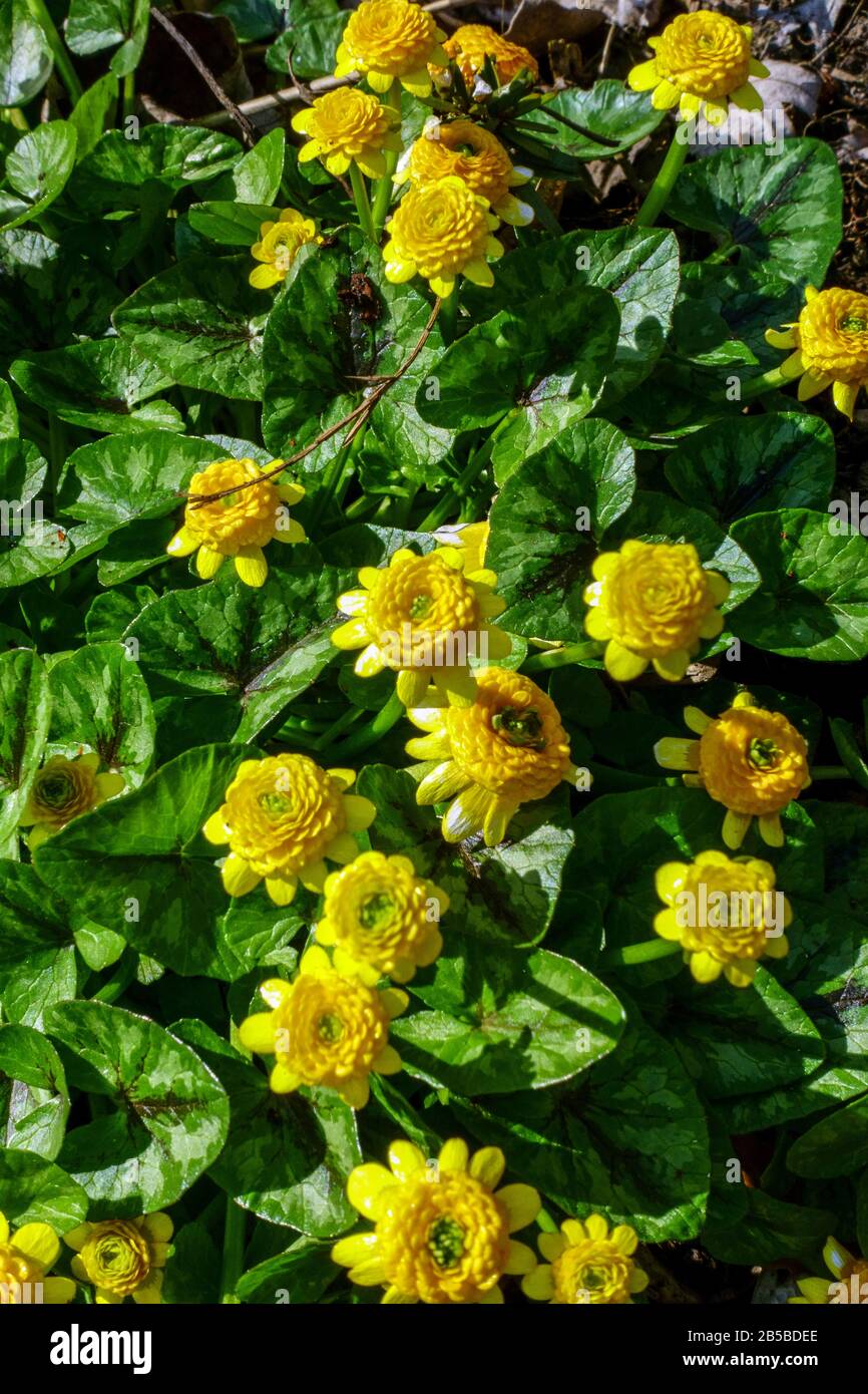 Abb. Buttercup, Ranunculus ficaria 'Flore Pleno' Stockfoto