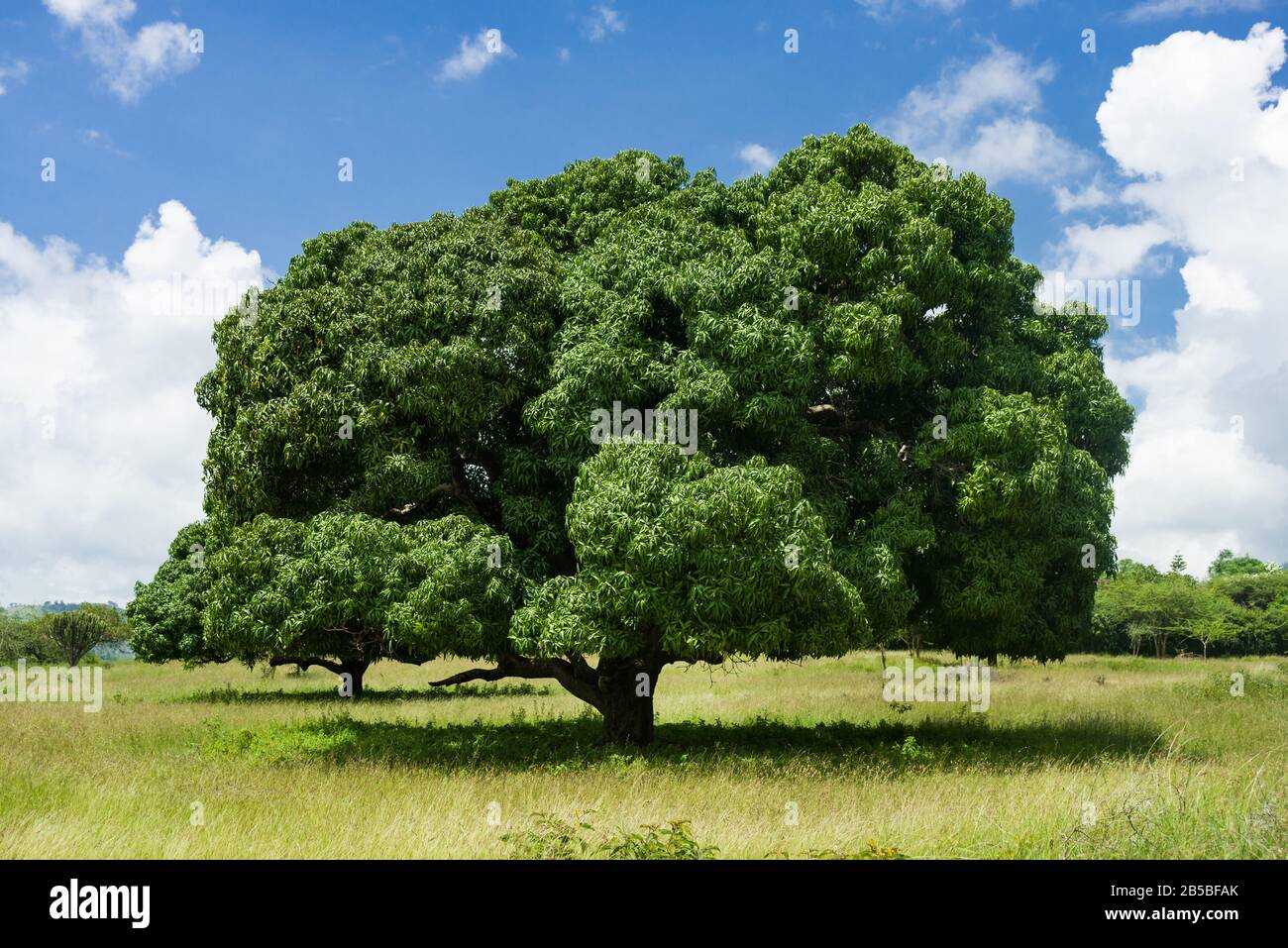Ein großer Mangobaum (Mangifera indica) in der Grünlandfarm, Zentral-Kenia Stockfoto