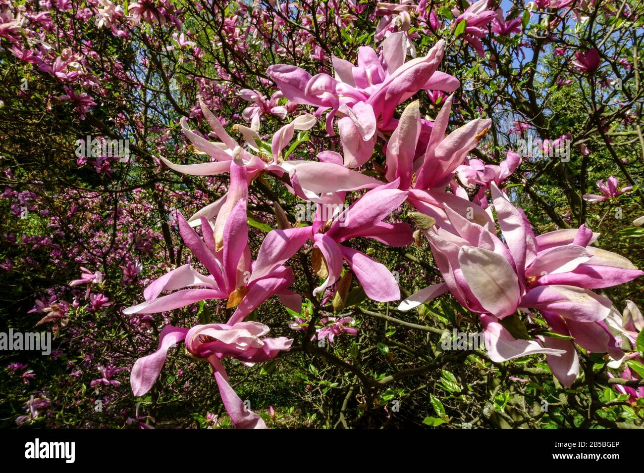 Frühjahr Blühende Sträucher Stockfotos und bilder Kaufen Alamy